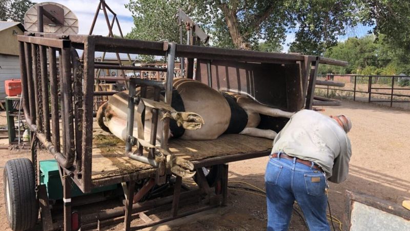 jersey cow hooves trim