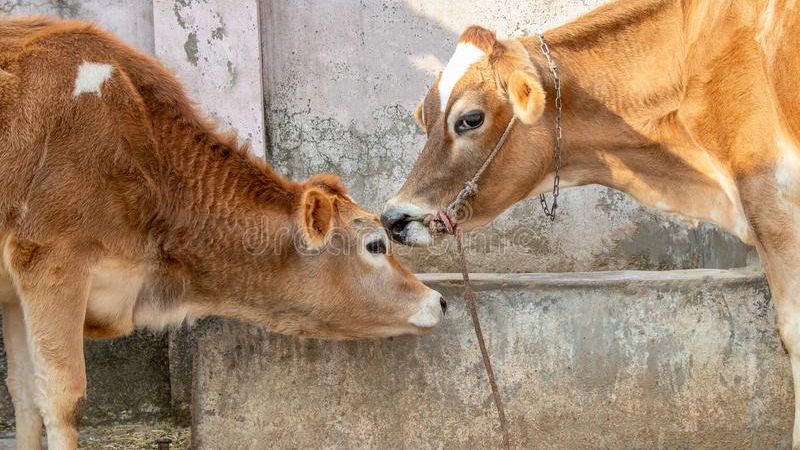 How Long Do Jersey Cows Live?