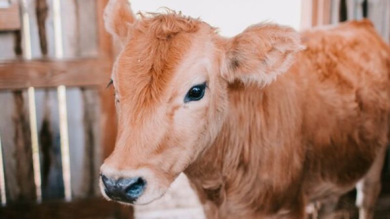jersey milk cow cow feed