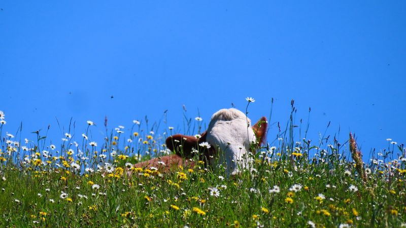 Healthy Jersey Cattle Spring
