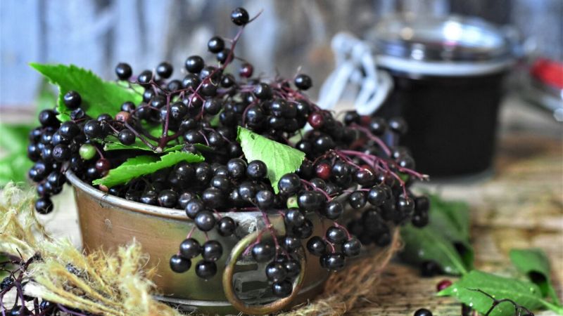 elderberry syrup recipe