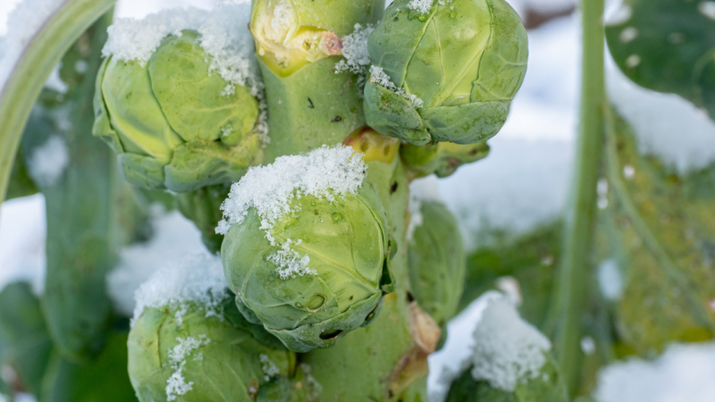 winter in the garden main