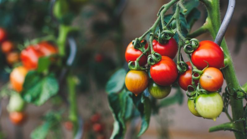 red and green oval fruits