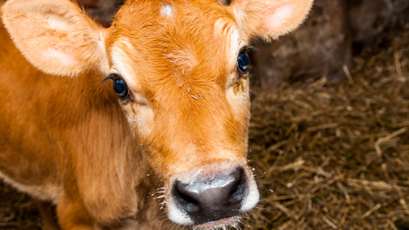 Jersey cow gestation