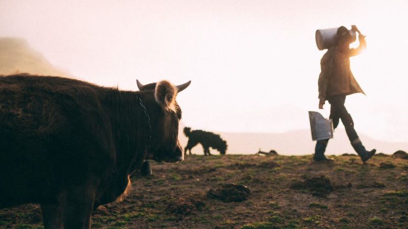 person carrying milk can near dog and cow during daytime