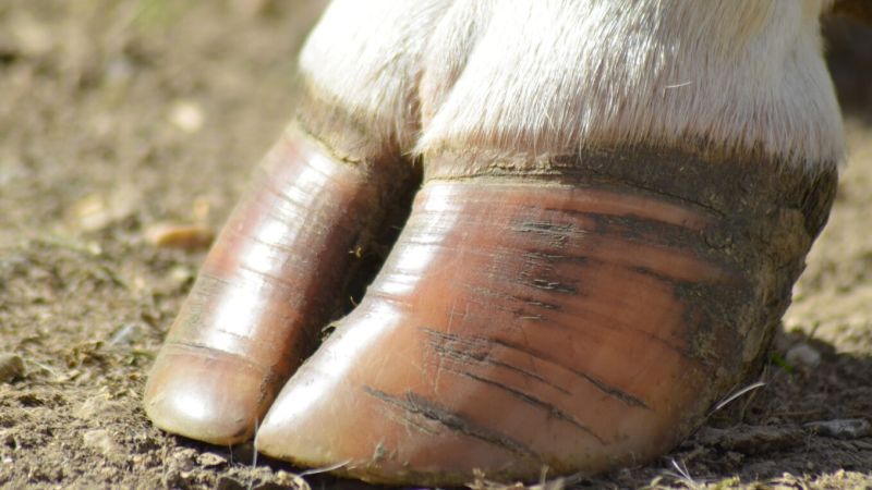 cow hoof rot