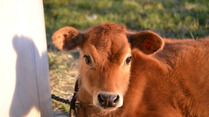 cow halter