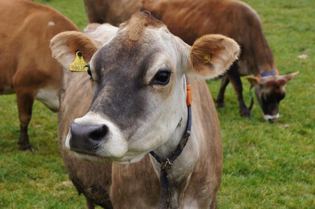 Is A2 Milk Better Than Regular Milk? Jersey Milk Cow and Cattle The Raw A2 Milk Info Source