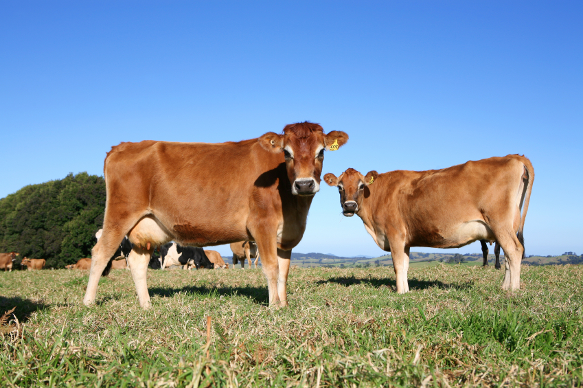 9 Facts about Jersey Cows