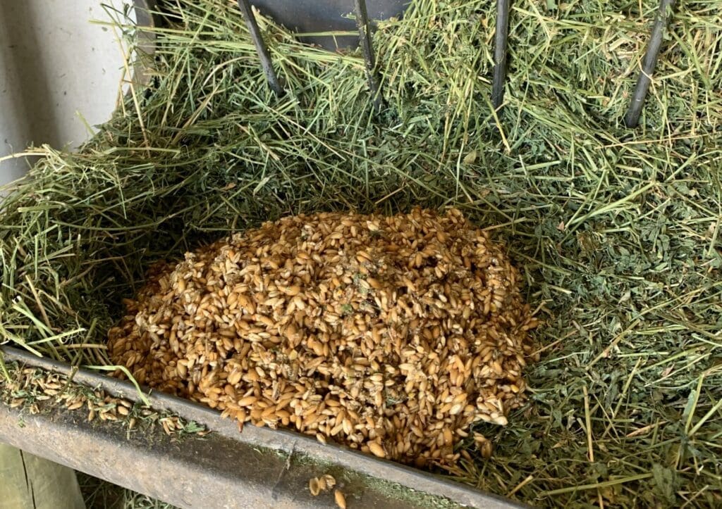 Fermented barley feed for Jersey cows