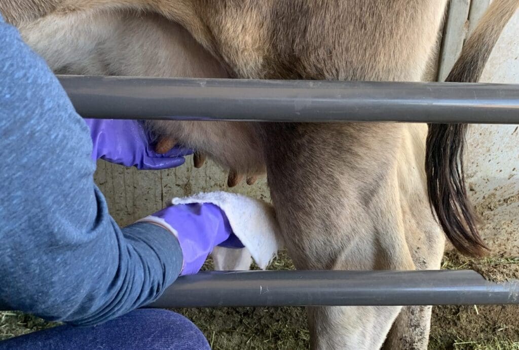 Jersey cow milking preparation