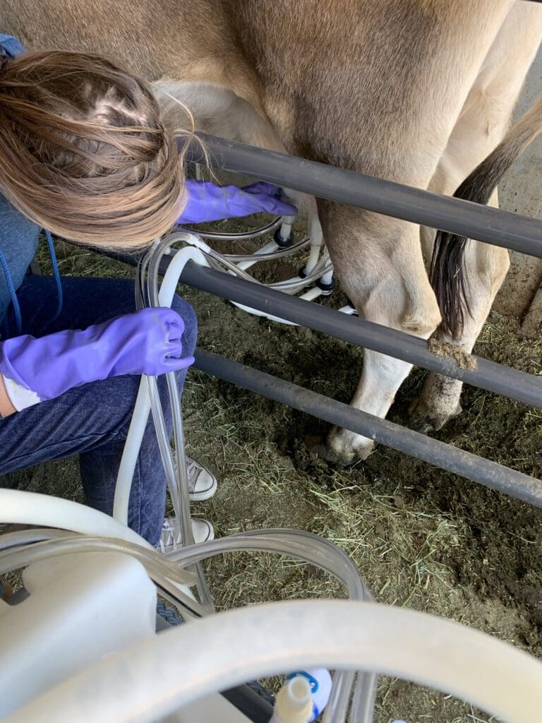 Jersey cow milking
