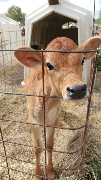 Mini-Jersey Cattle: Fact vs. Fiction