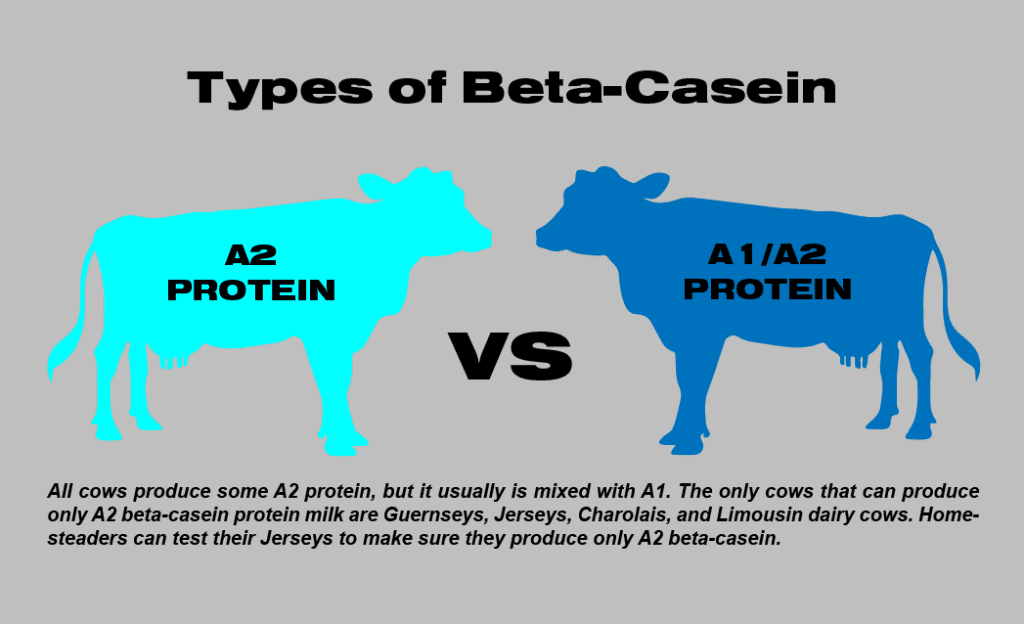 Difference Between A1 And A2 French