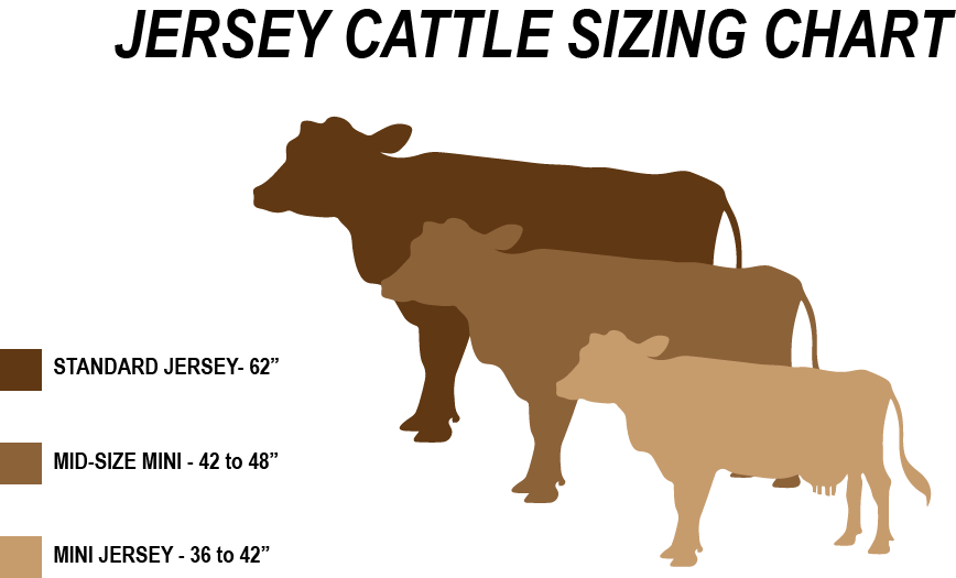 Mini-Jersey Cattle: Fact vs. Fiction