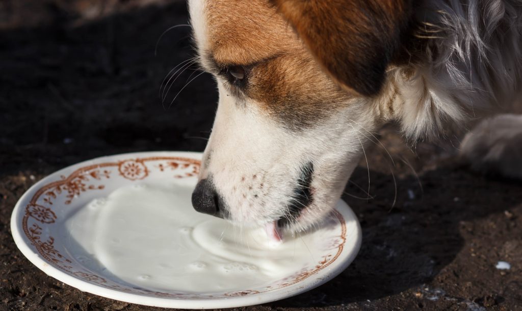 Is Cow s Milk Good or Bad For Dogs Or Cats Jersey Milk Cow