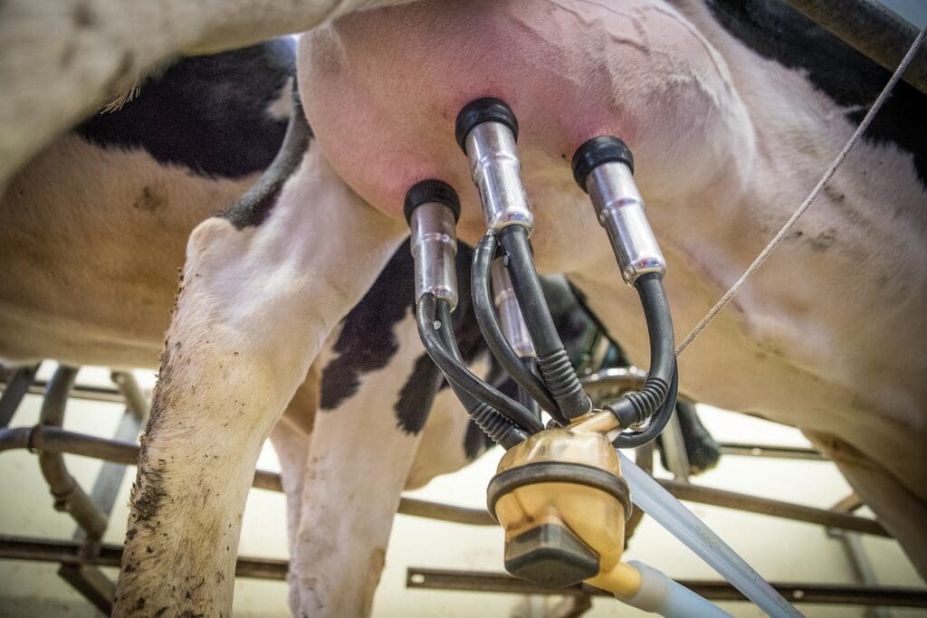 Holstein cow hooked up to a milking machine. 