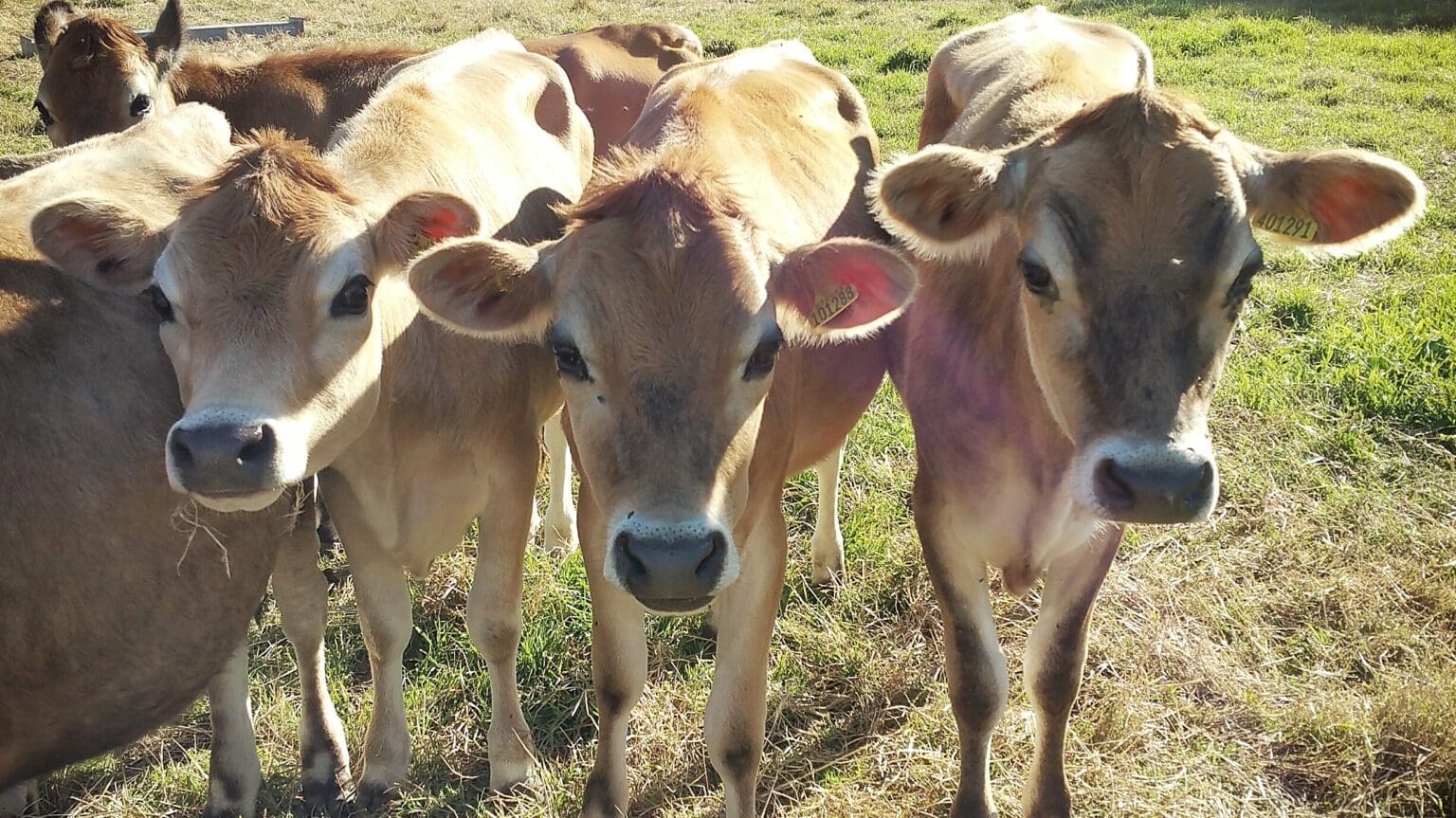 Your Complete Guide to Jersey Milk Cows – Jersey Milk Cow