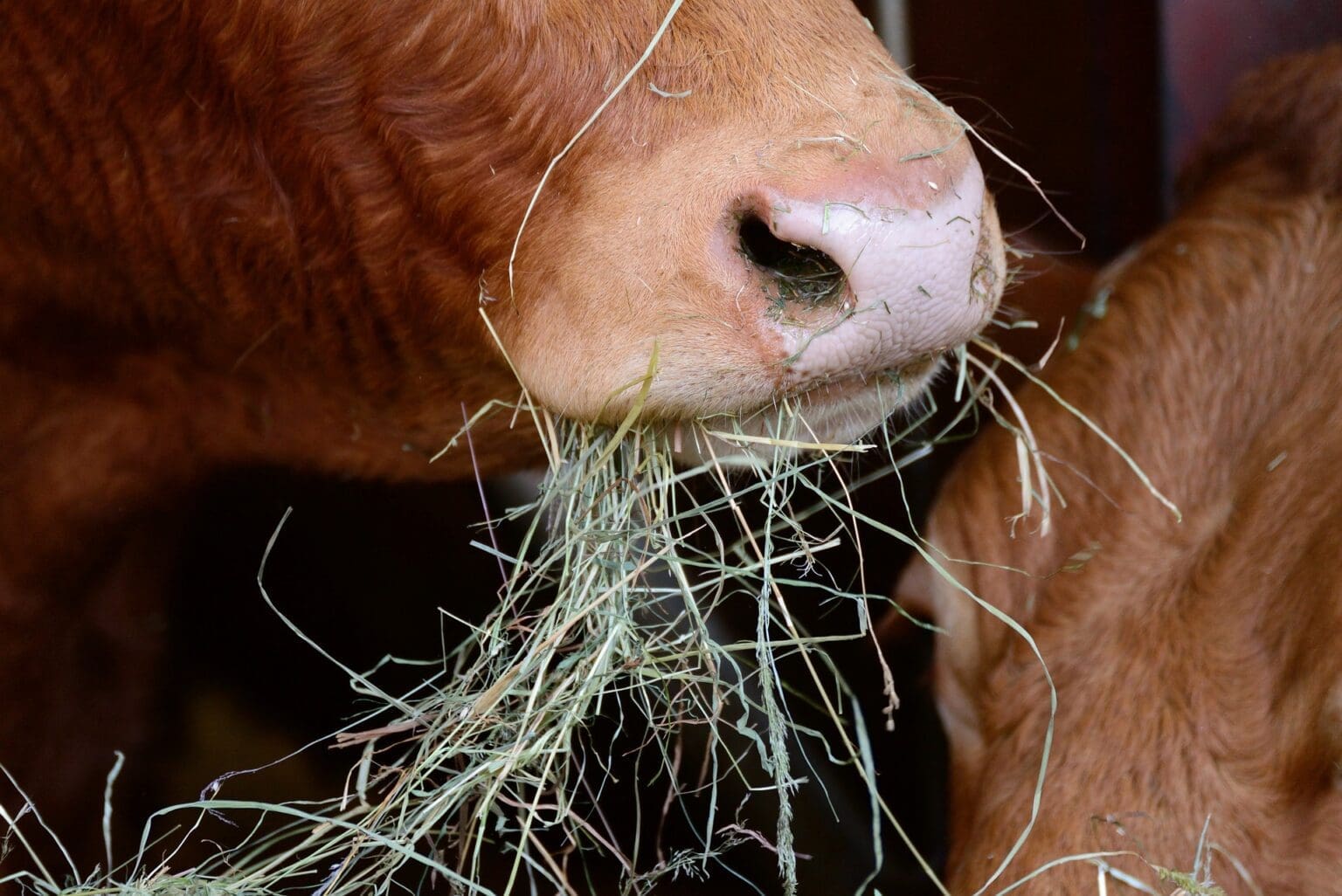 tips-for-raising-a-jersey-cow-baby-jersey-milk-cow