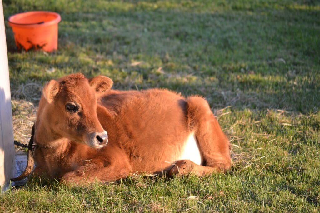 Healthy Jersey Cattle calves