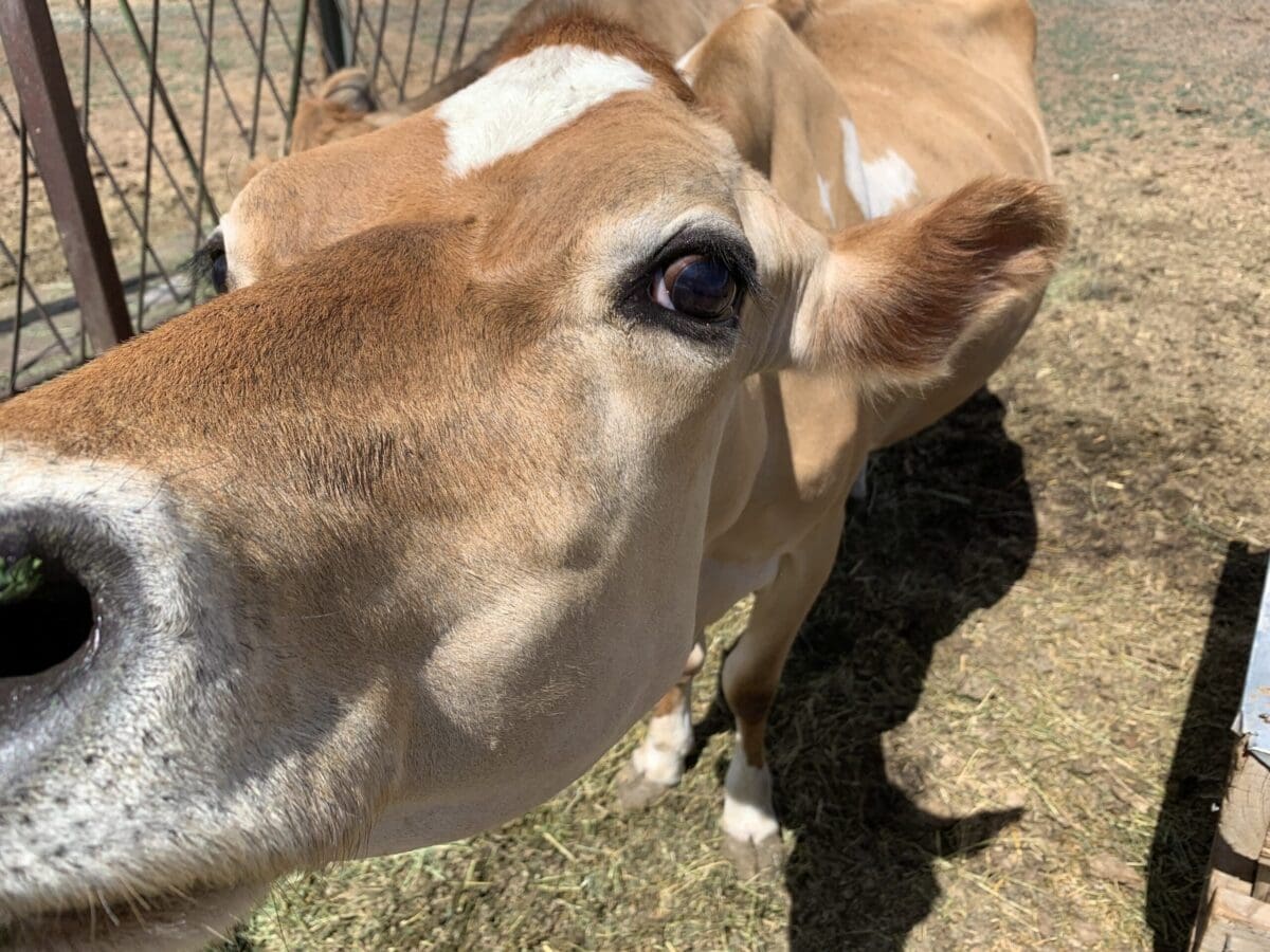 The Jersey Cow: Milk Production for the Small Homestead - Countryside