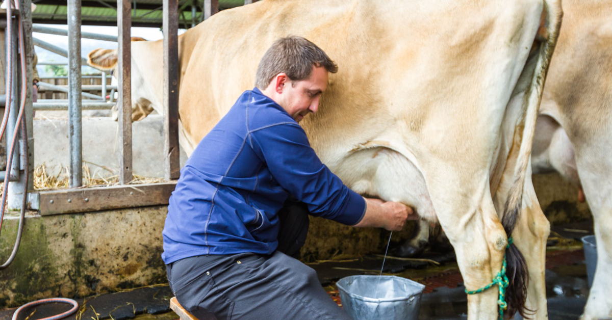 Best Milking Machines for Jersey Milk Cows | Jersey Milk Cow