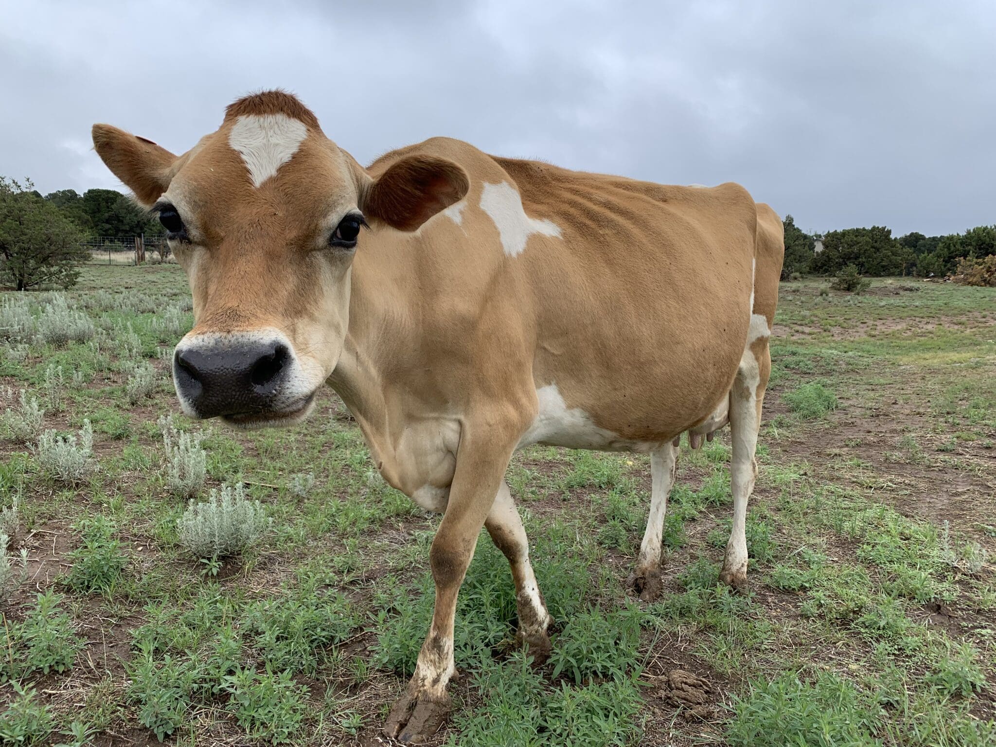 Making Raw Jersey Cow Milk Butter Jersey Milk Cow