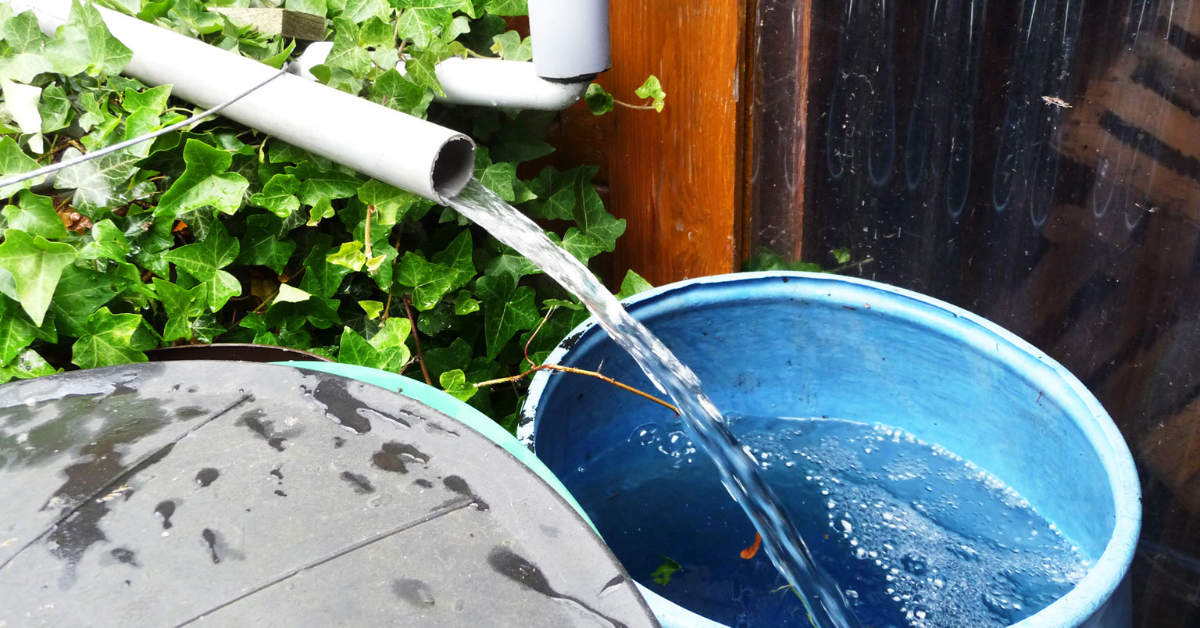 The Complete Homesteader’s Guide to Greywater Systems | Jersey Milk Cow