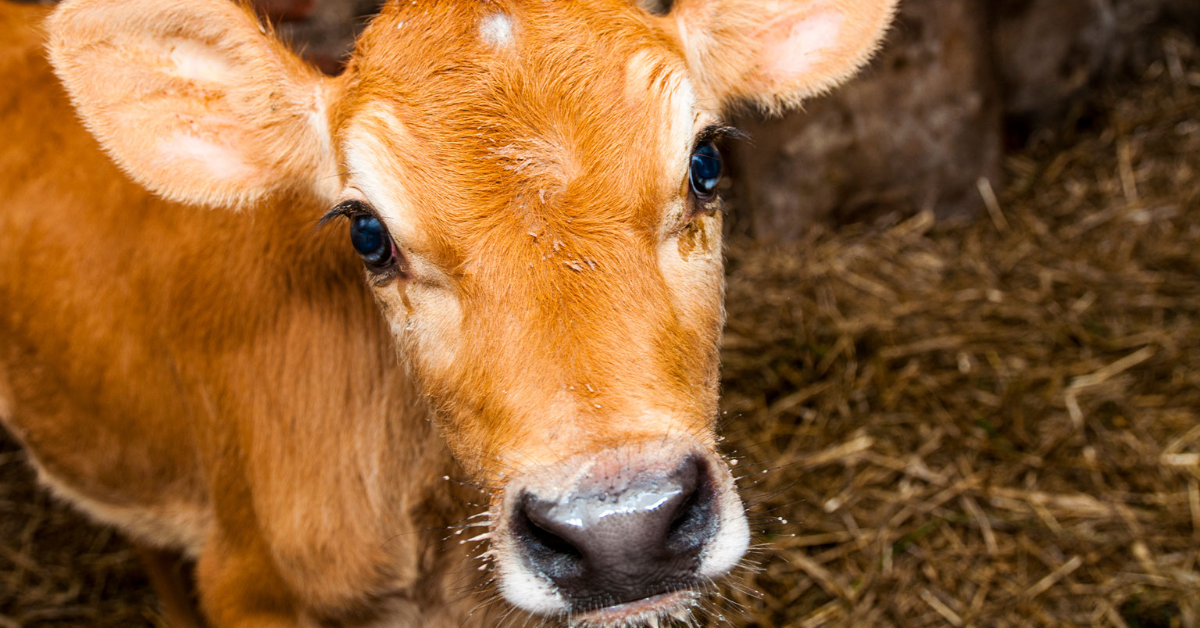 Jersey Cow Gestation 101: Everything to Know