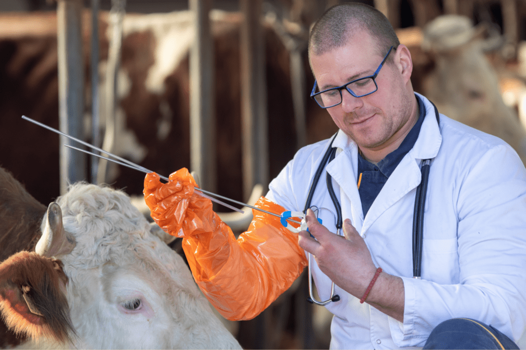 artificial insemination cows