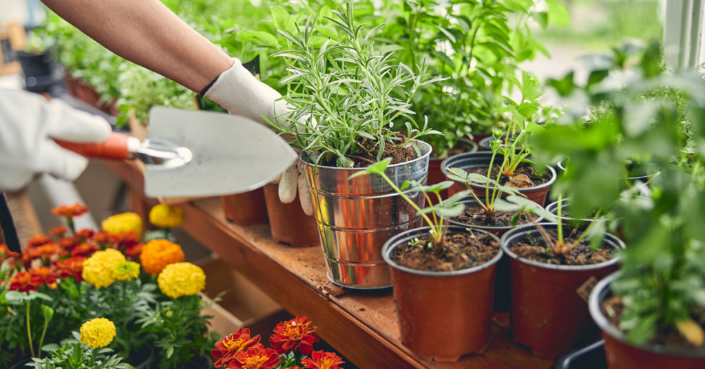 medicinal plants herbs homestead