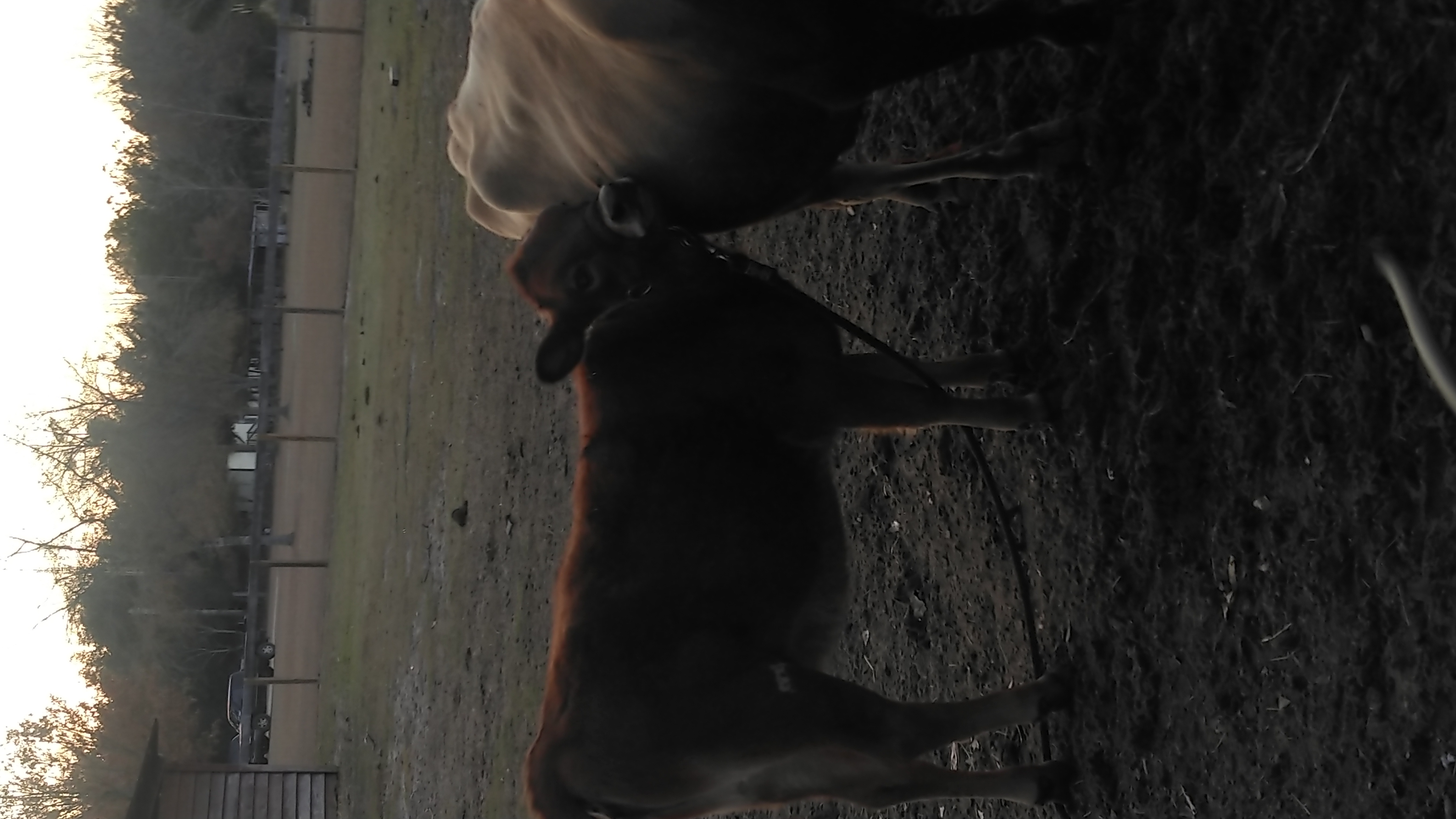 Jersey Cattle For Sale Jersey Milk Cow