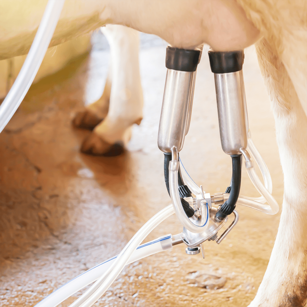 A Jersey milk cow hooked up to a milking machine to get A2 milk for churning butter. 