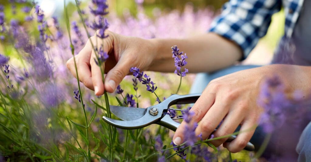 A woman trims off lavender for her medicinal herbs collection. 