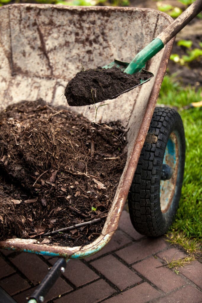 A wheelbarrow is full of compost, with a shovel resting in it. Learning how to compost means knowing the right way to spread finished compost on a garden. 
