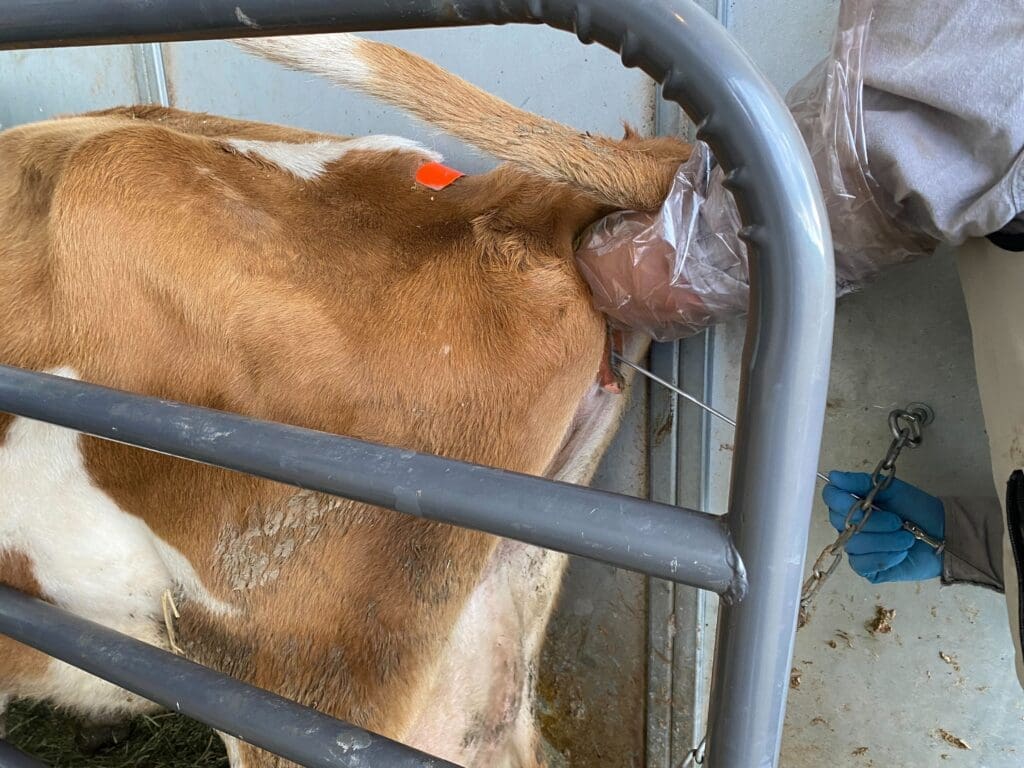A veterinarian uses AI to impregnate a Jersey milk cow. 