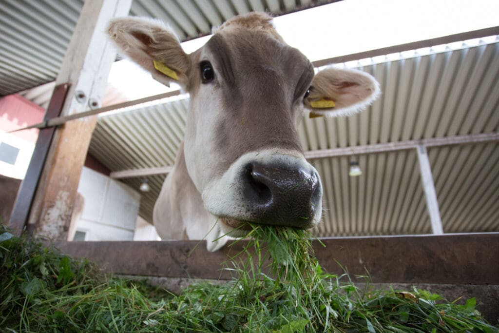 A Jersey milk cow eats alfalfa grass from a feeding trough in a barn. 