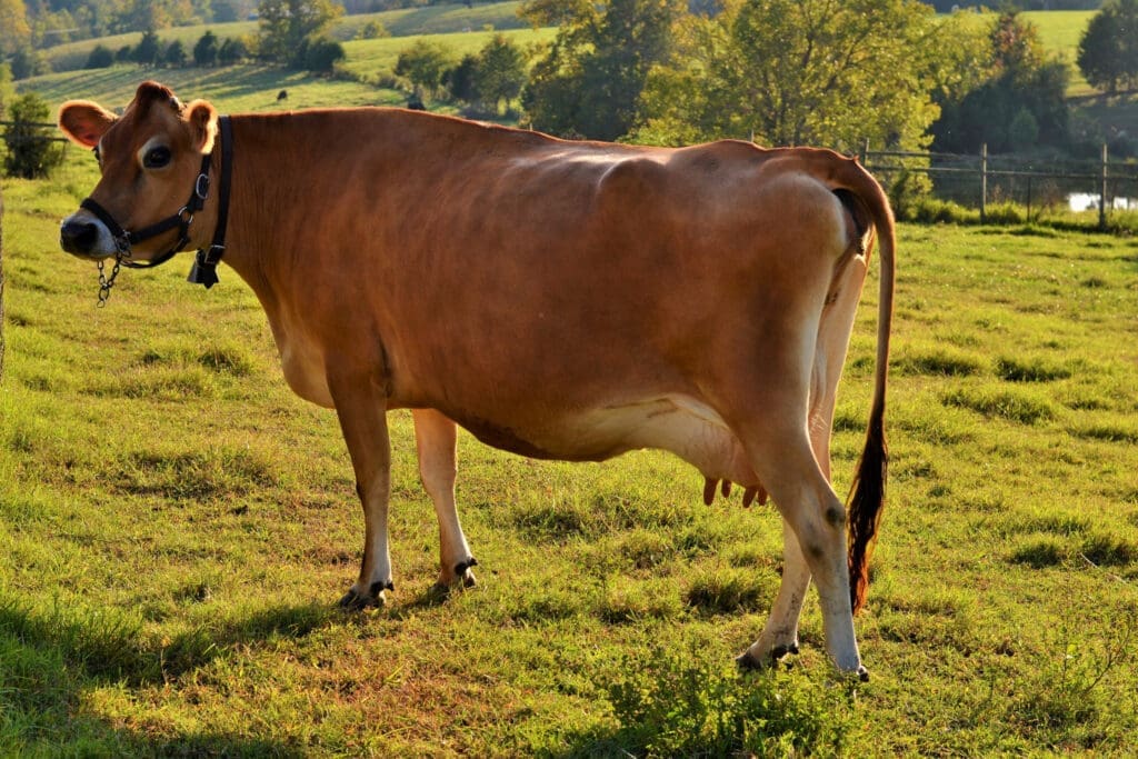 A Jersey milk cow stands in the middle of a field on a homestead. 