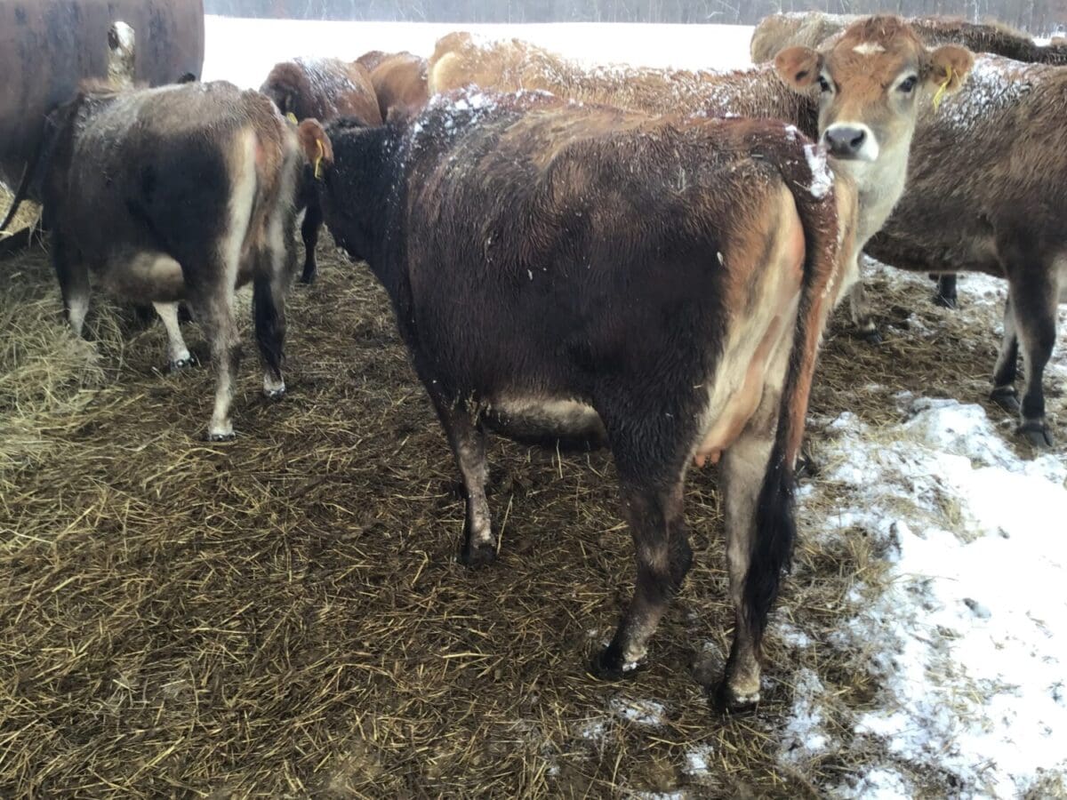 Jersey Cattle For Sale Jersey Milk Cow