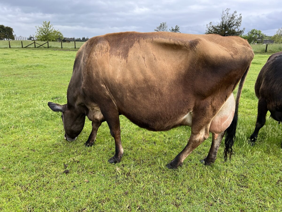 Jersey Cattle For Sale Jersey Milk Cow