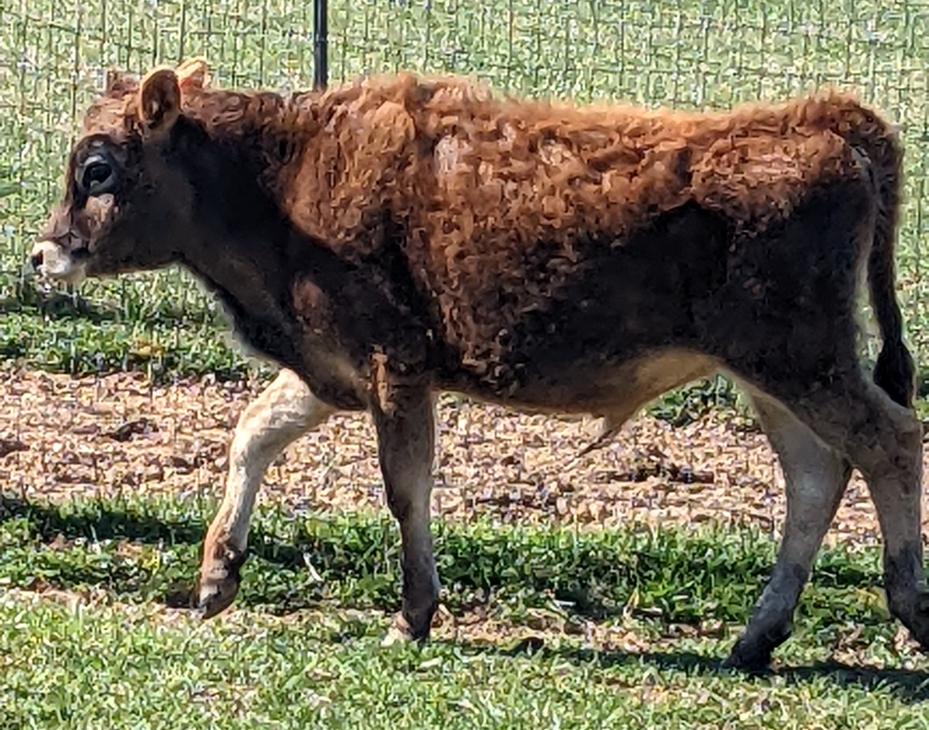 Jersey Cattle For Sale Jersey Milk Cow
